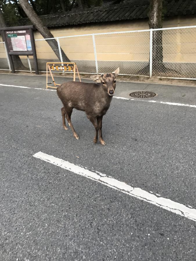 Guest House One More Heart At Nara Shii Extérieur photo